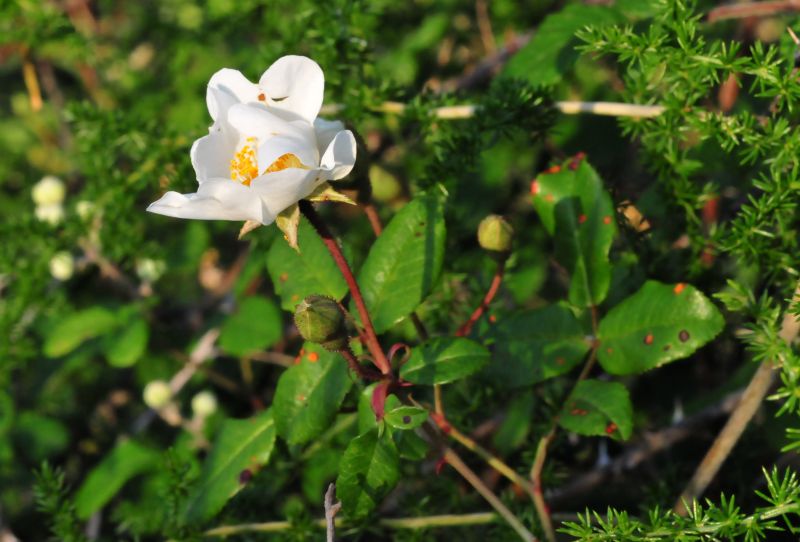 Rosa sempervirens